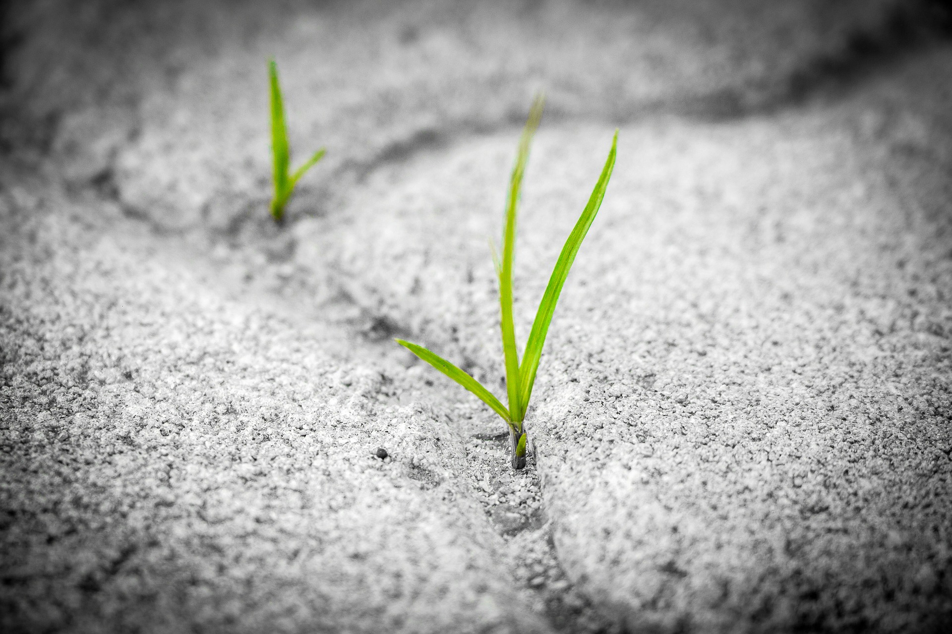 Jeune pousse dans le sable